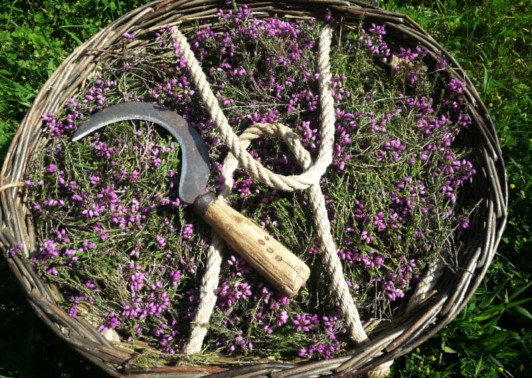 Vertus Sauvages – Visite à la ferme (plantes aromatiques et médicinales)