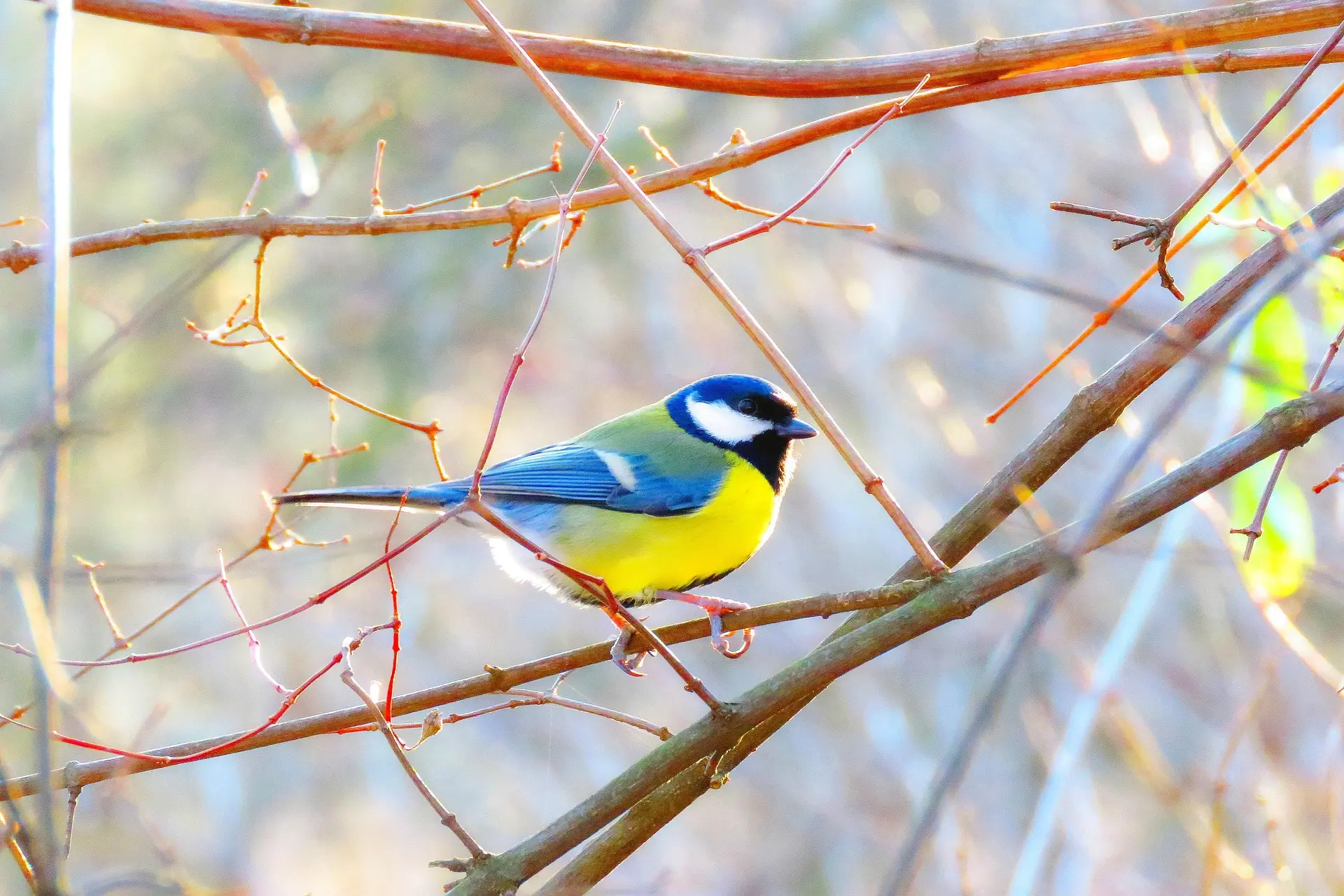 Mésanges et insectes assistants du vigneron
