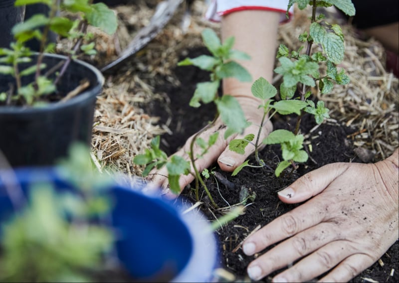 Atelier adultes : Jardin