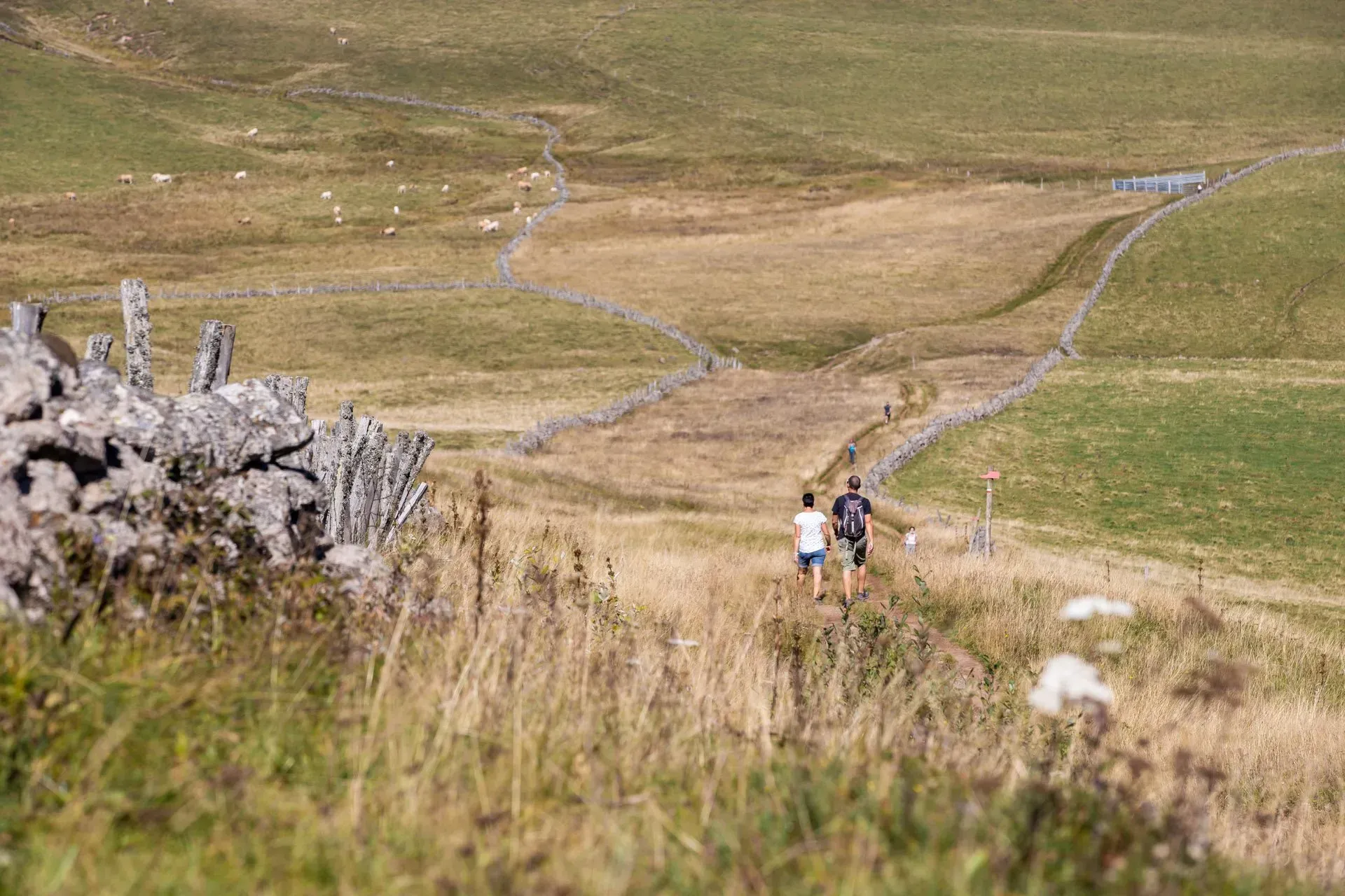 Sortie randonnée pédestre – Plomb du Cantal