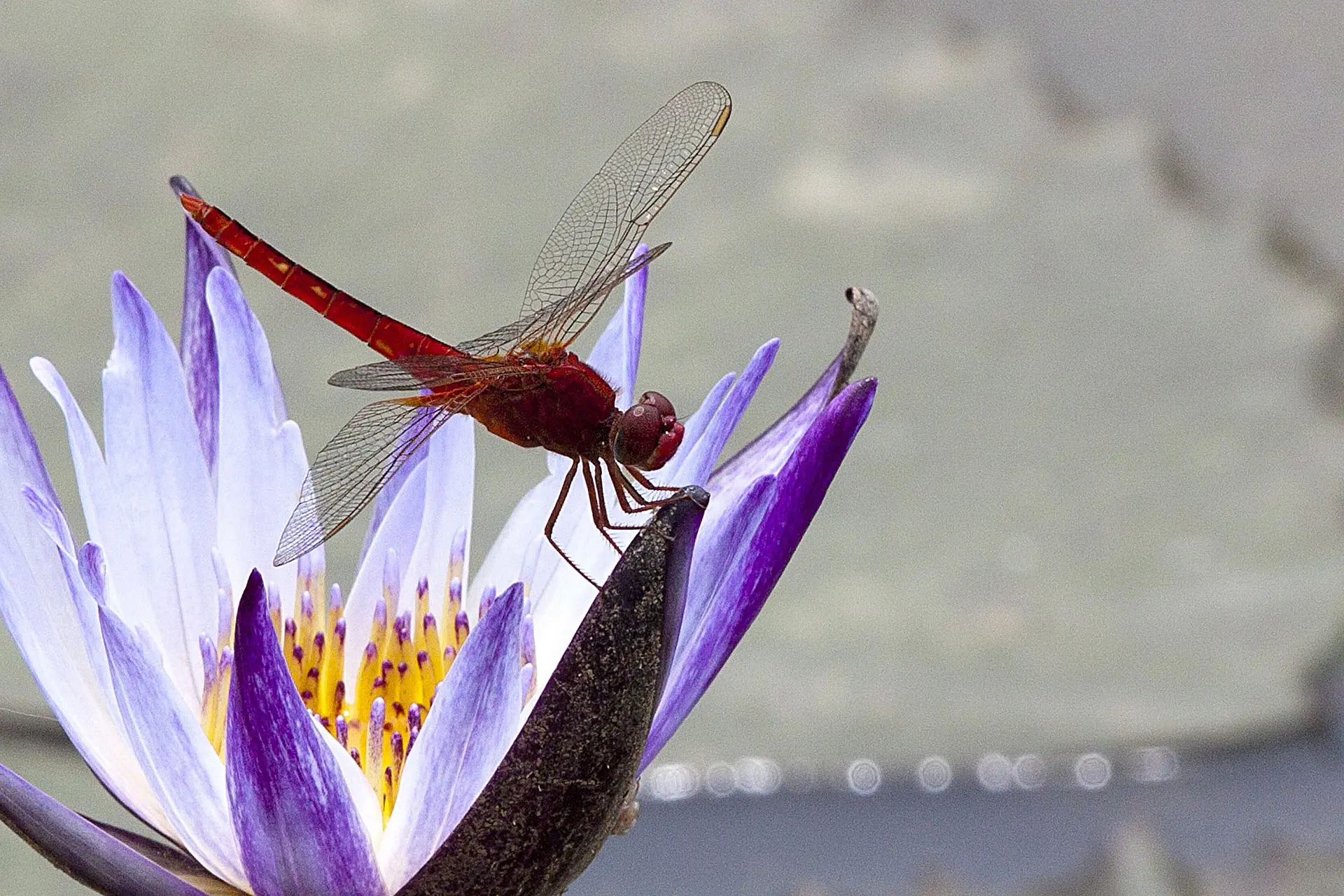 Animation insectes aquatiques