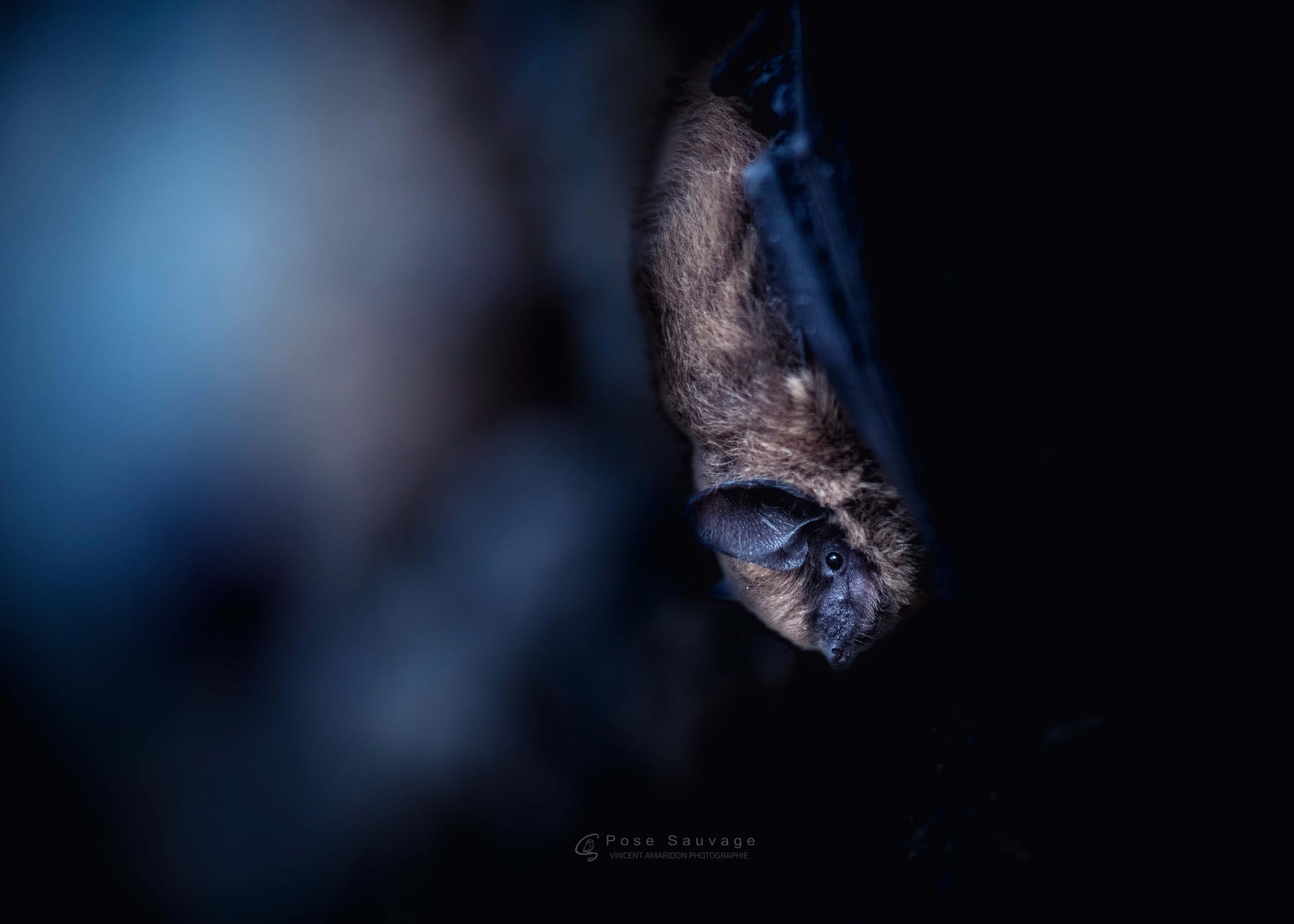 A la tombée de la nuit - A la découverte des chauves-souris