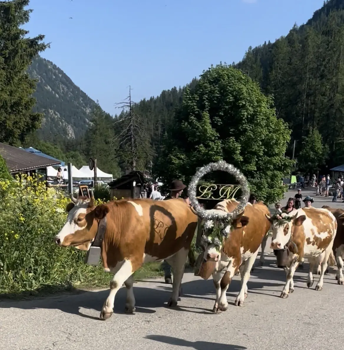 Fête de la transhumance à Casterino