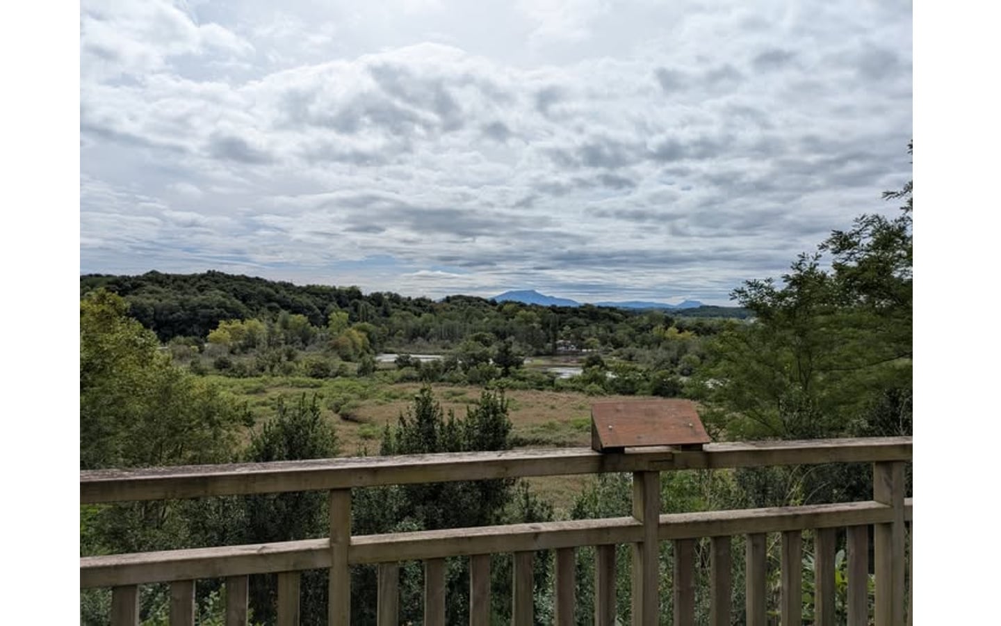 Sortie nature : Les espèces exotiques envahissantes