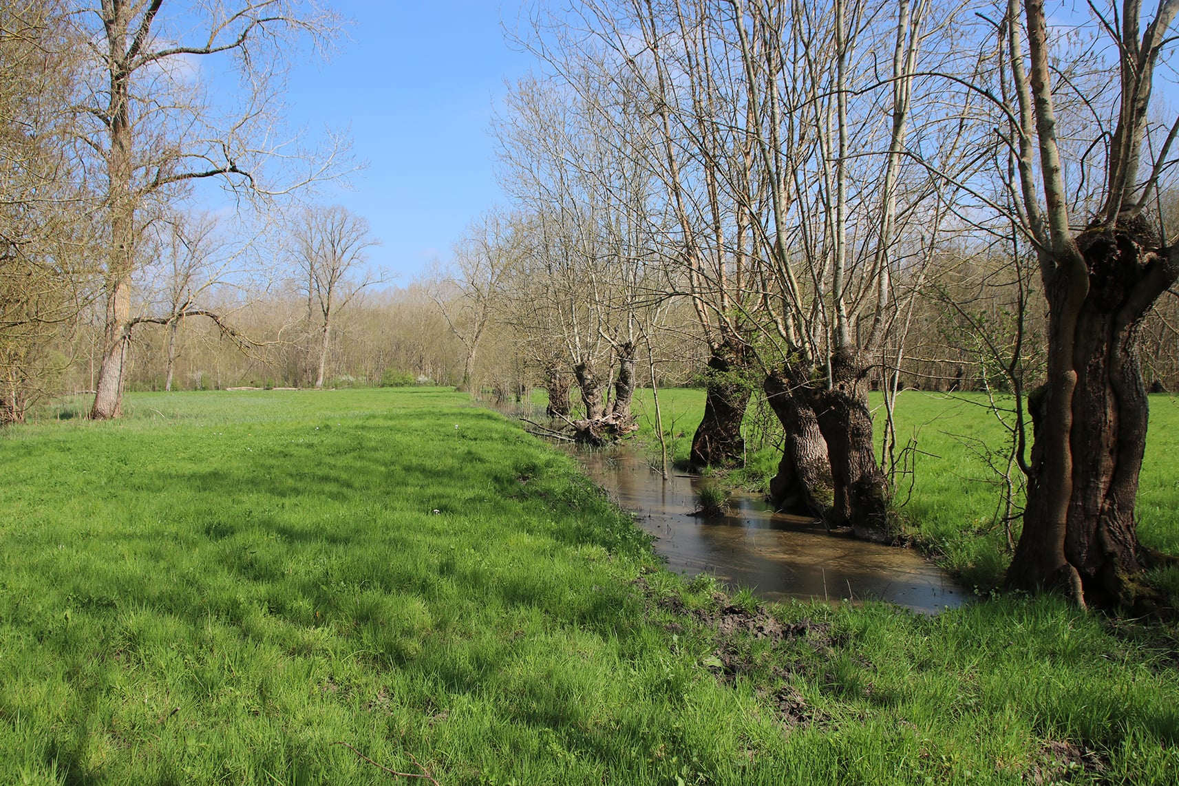 Sortie nature : Les Orthoptères du Marais de Saint-Hilaire-la-Palud