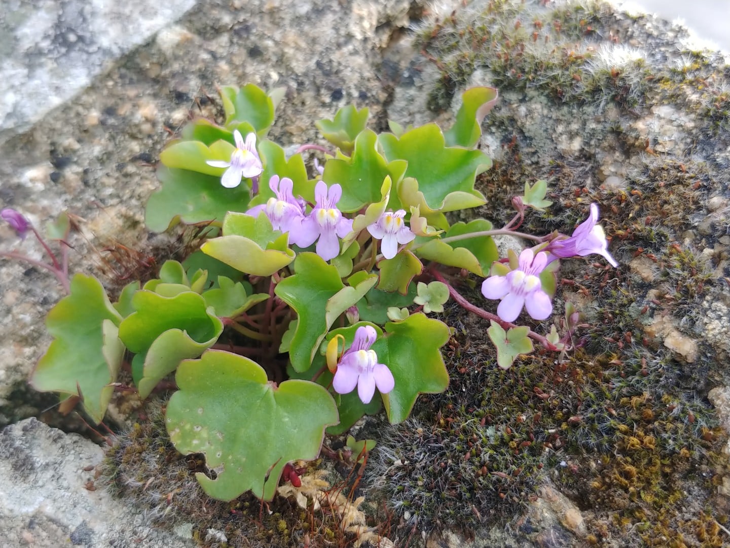 La nature dans la cité – Pays d’art et d’histoire et Journée Mondiale de la Biodiversité