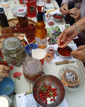 Ateliers-cueillettes de plantes sauvages