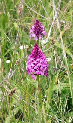 Balade et échanges sur "les orchidées sauvages de territoire, savoir les repérer pour mieux les protéger"