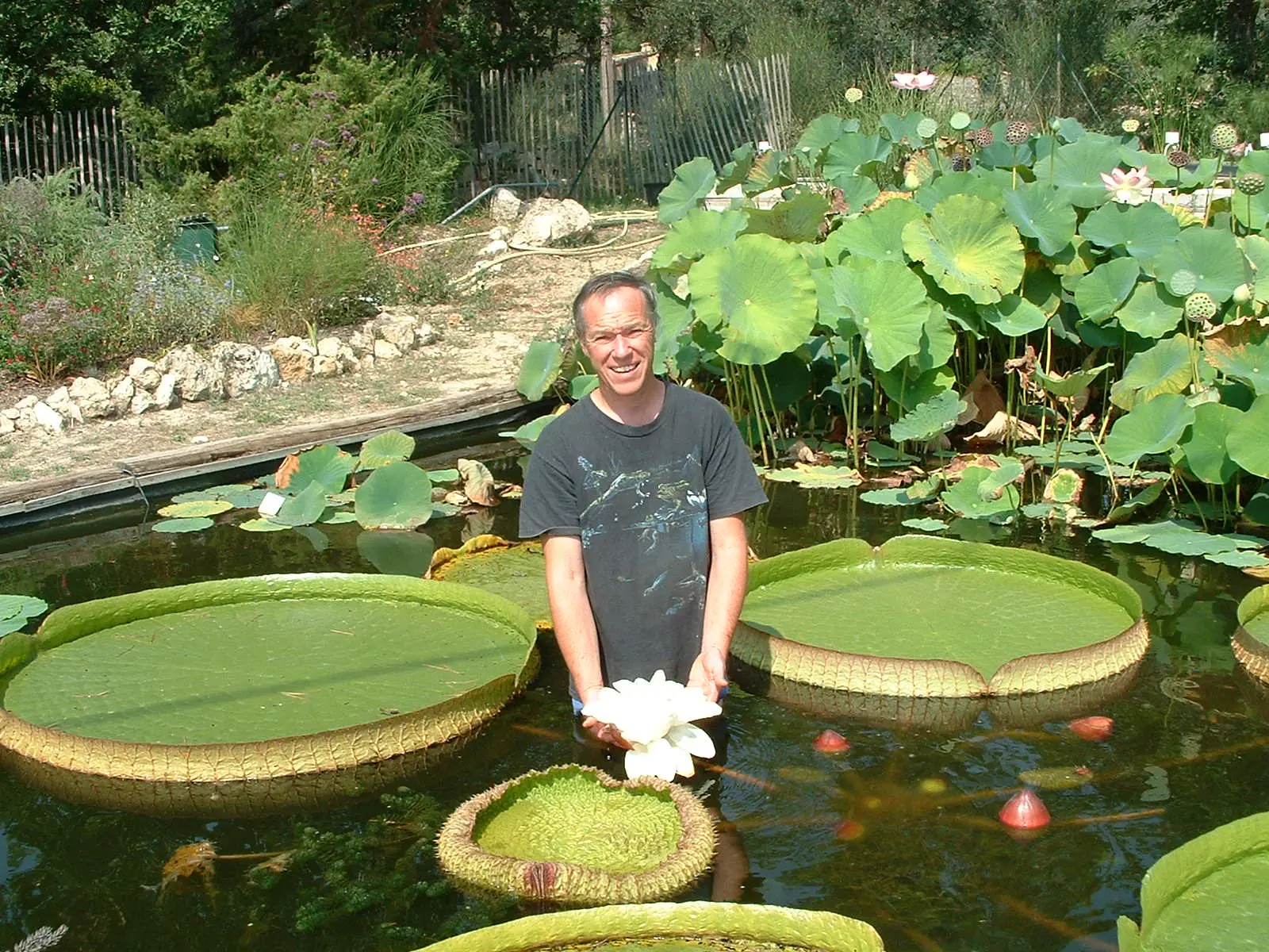 Visite de la passion - cactus et NENUPHARS