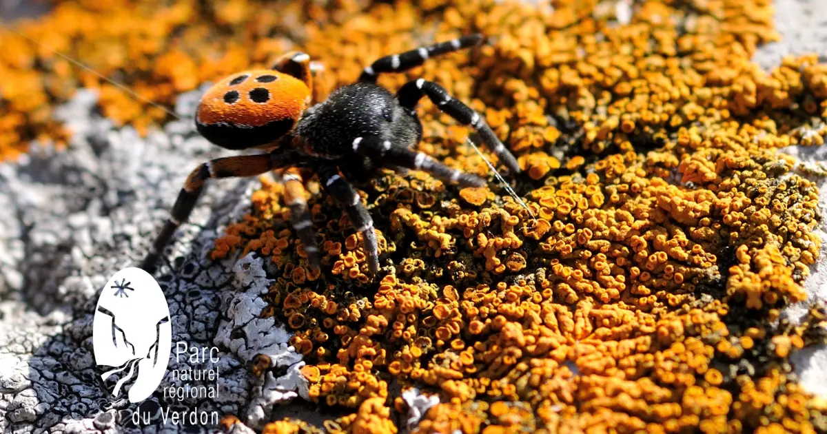 Les araignées, entre fils et soies