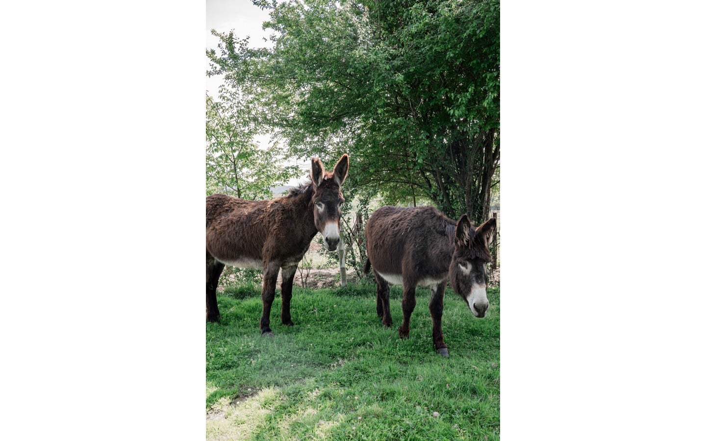 Visites de la ferme Emmaüs