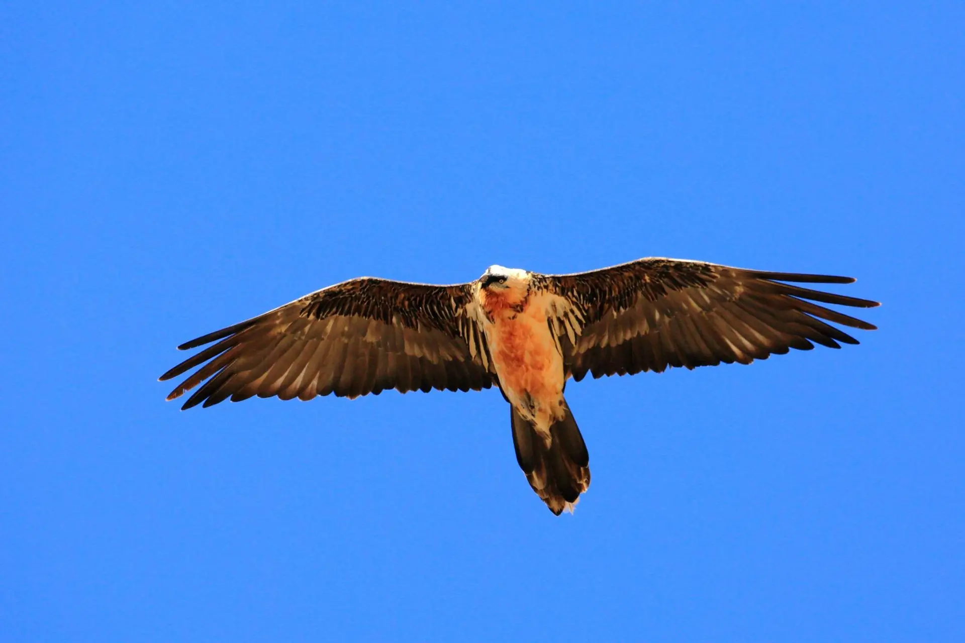 Apprenons à reconnaître les rapaces