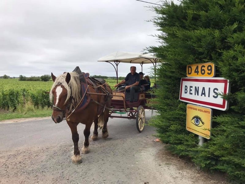 Vignobles en scène ! : Balade en calèche