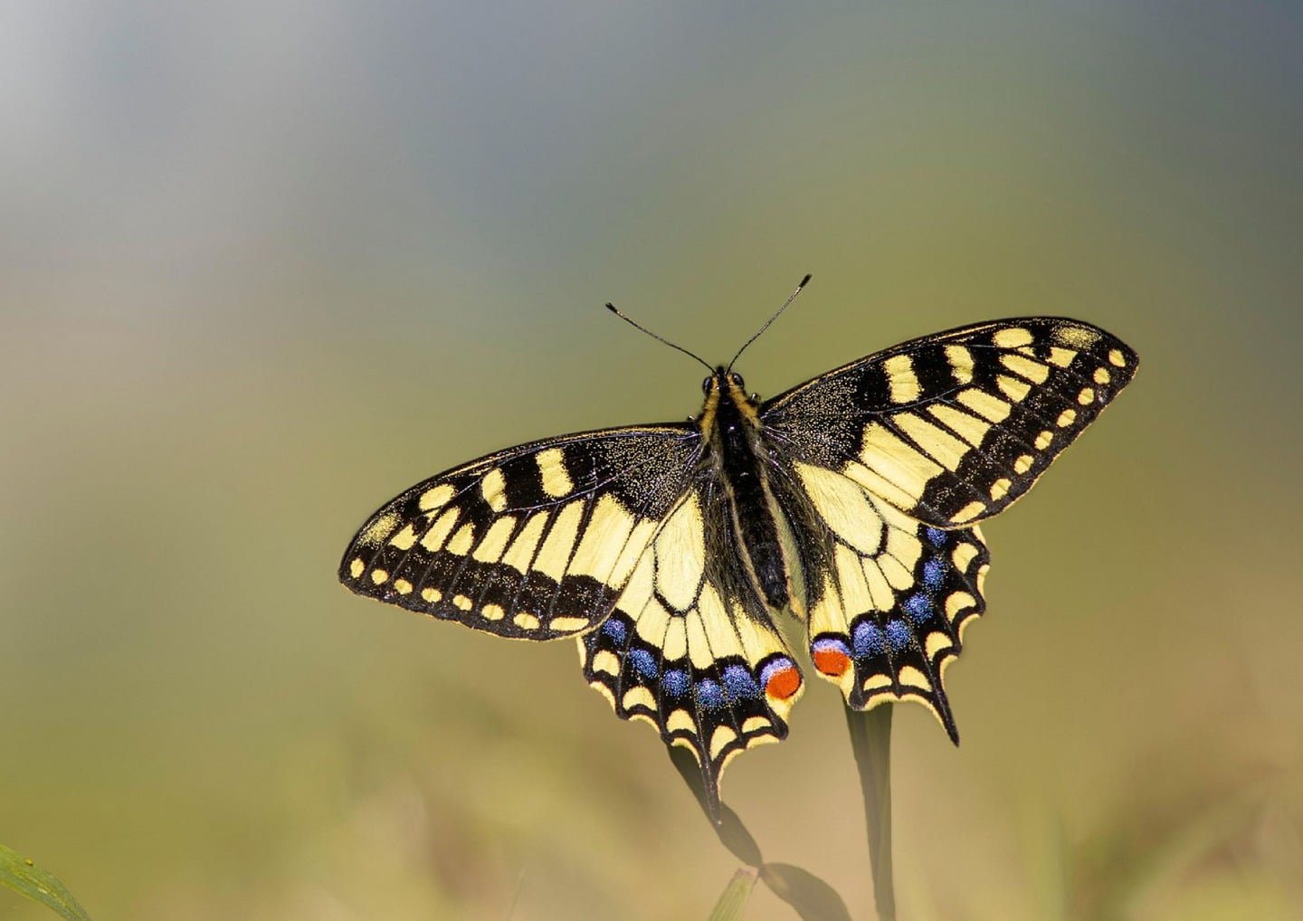 Sortie nature - Le jour des papillons