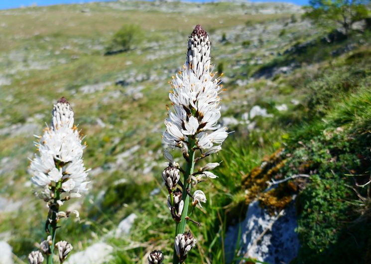 Balade accompagnée du jeudi à la découverte de la flore pyrénéenne