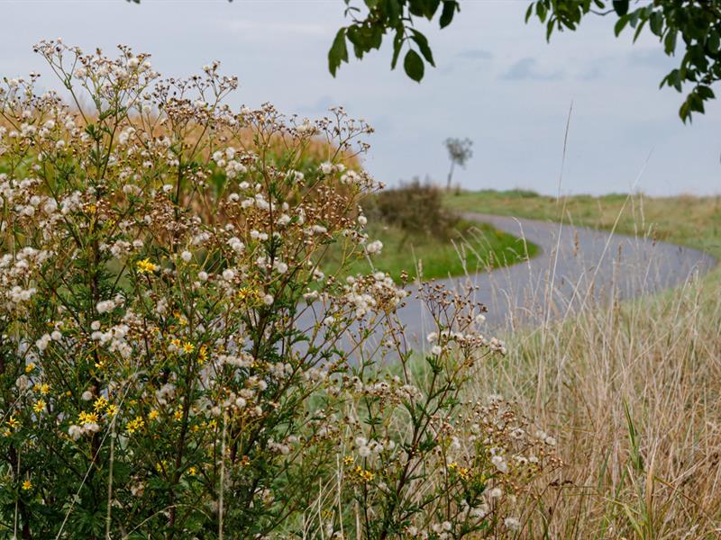 Les Rendez-vous Nature - Merveilles naturelles du marais