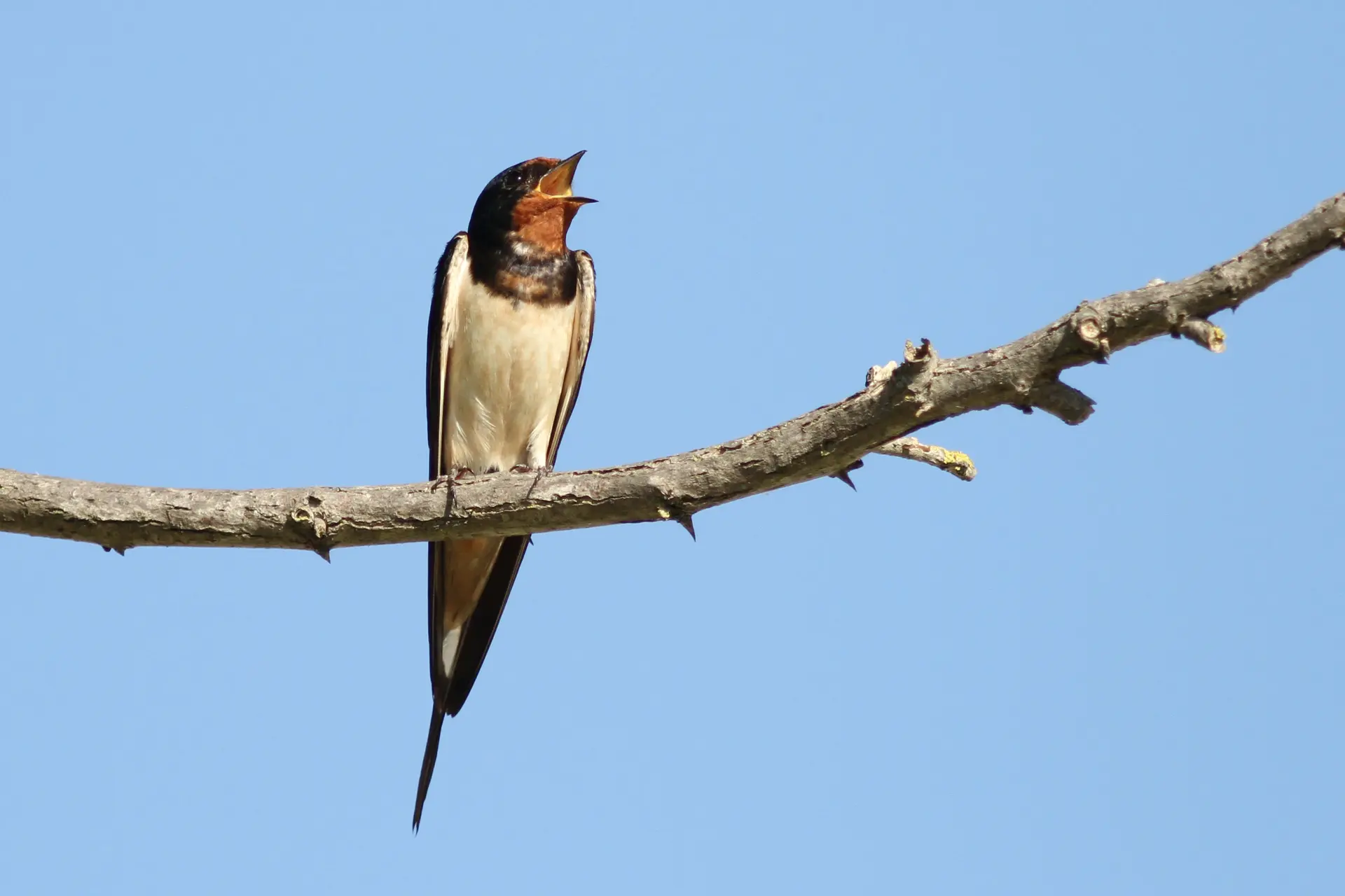 Sortie ornithologique : La migration des hirondelles