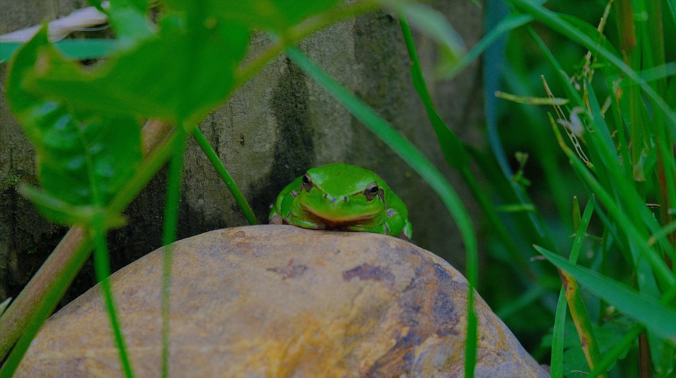 Les grenouilles et la mare, à la Cueillette de l'Aragnon