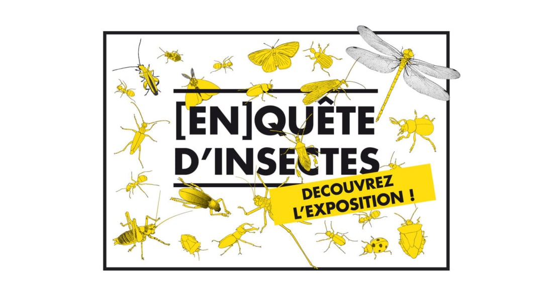 Exposition "En[quête] d’insectes" - Carrefour des Sciences et des Arts