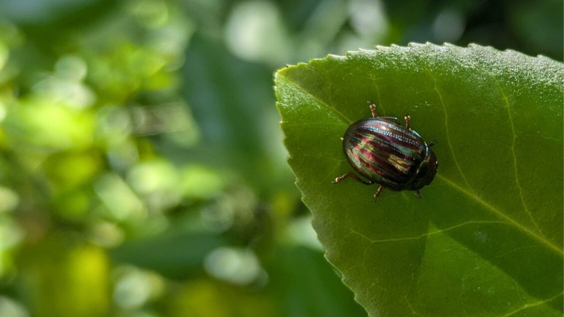 Sortie nature : Découverte du vallon du Clamondé