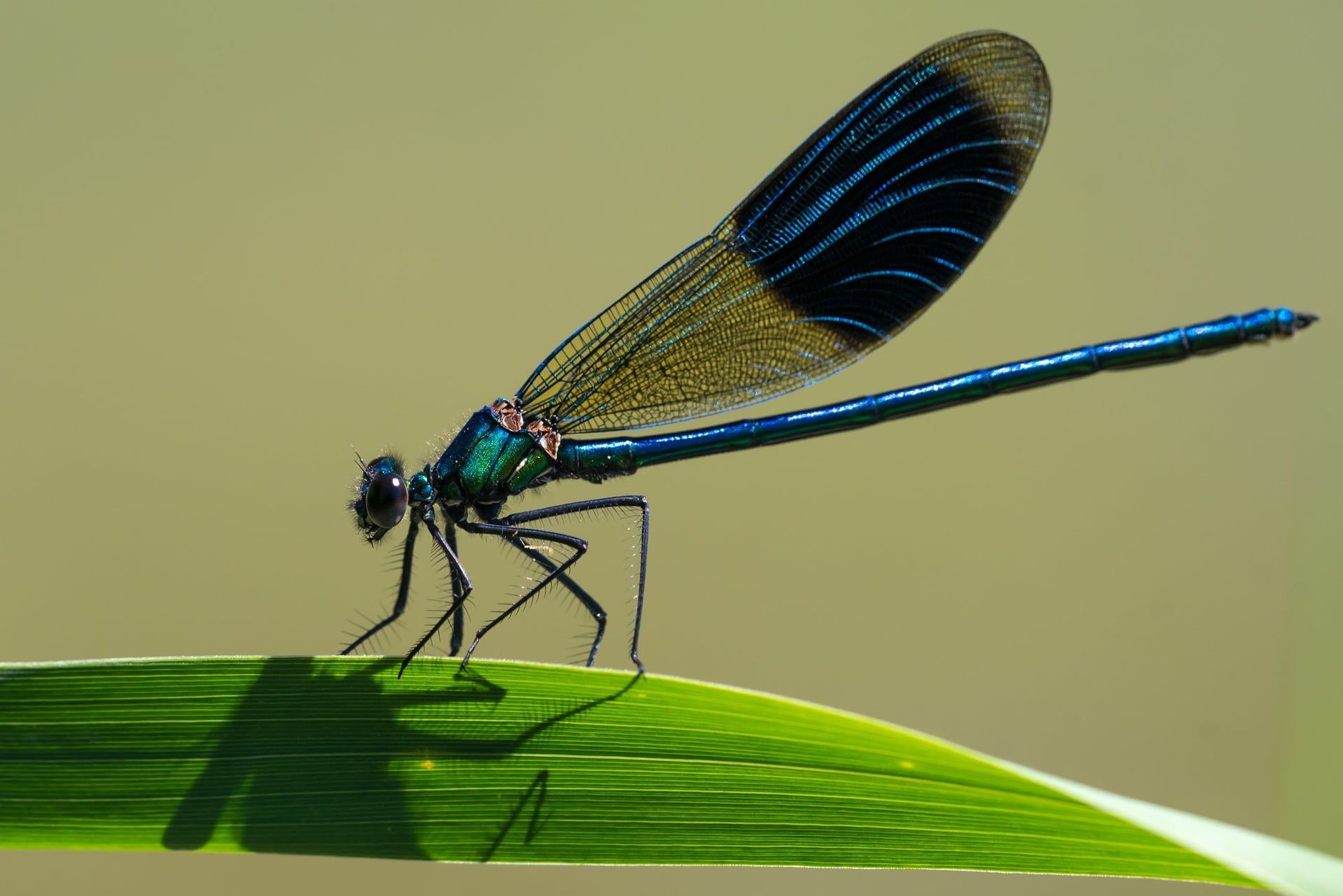 Inventaire participatif - Libellules et papillons