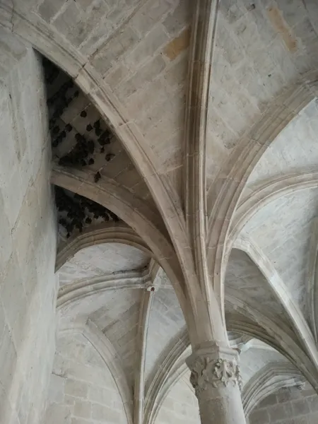 Visite à la découverte des chauves-souris de la chartreuse Saint-Sauveur