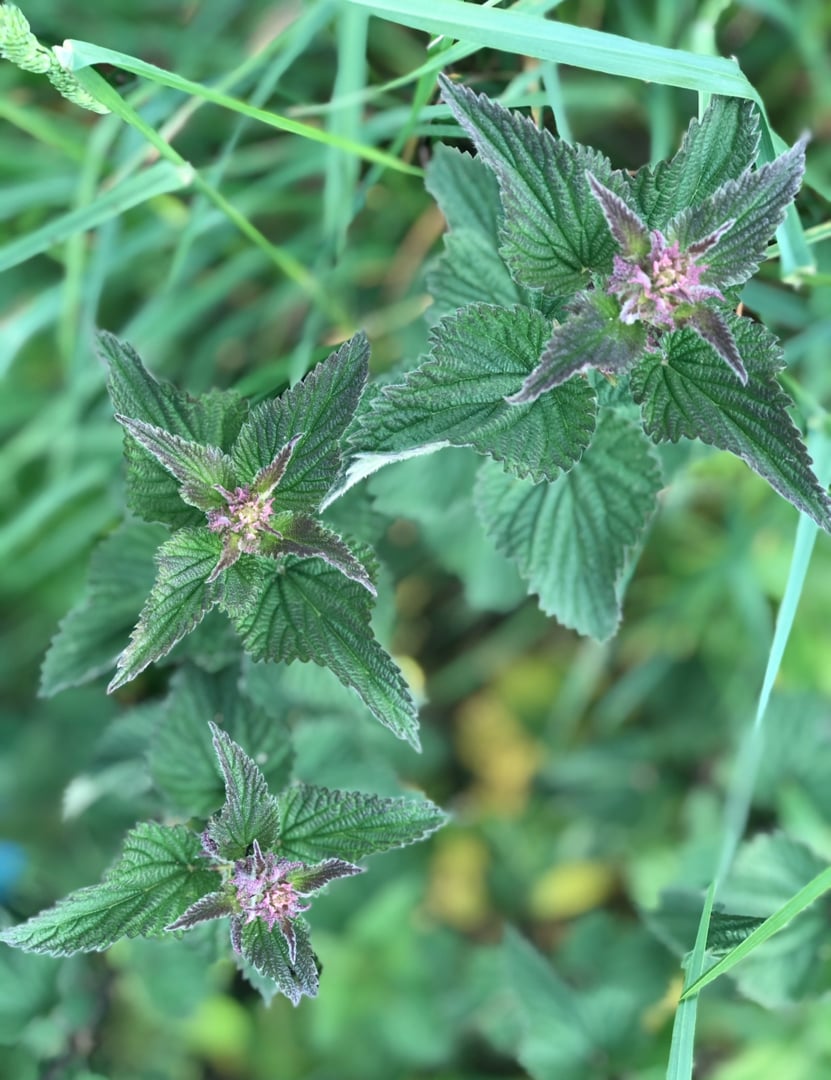 Herboristerie, plantes et conscience