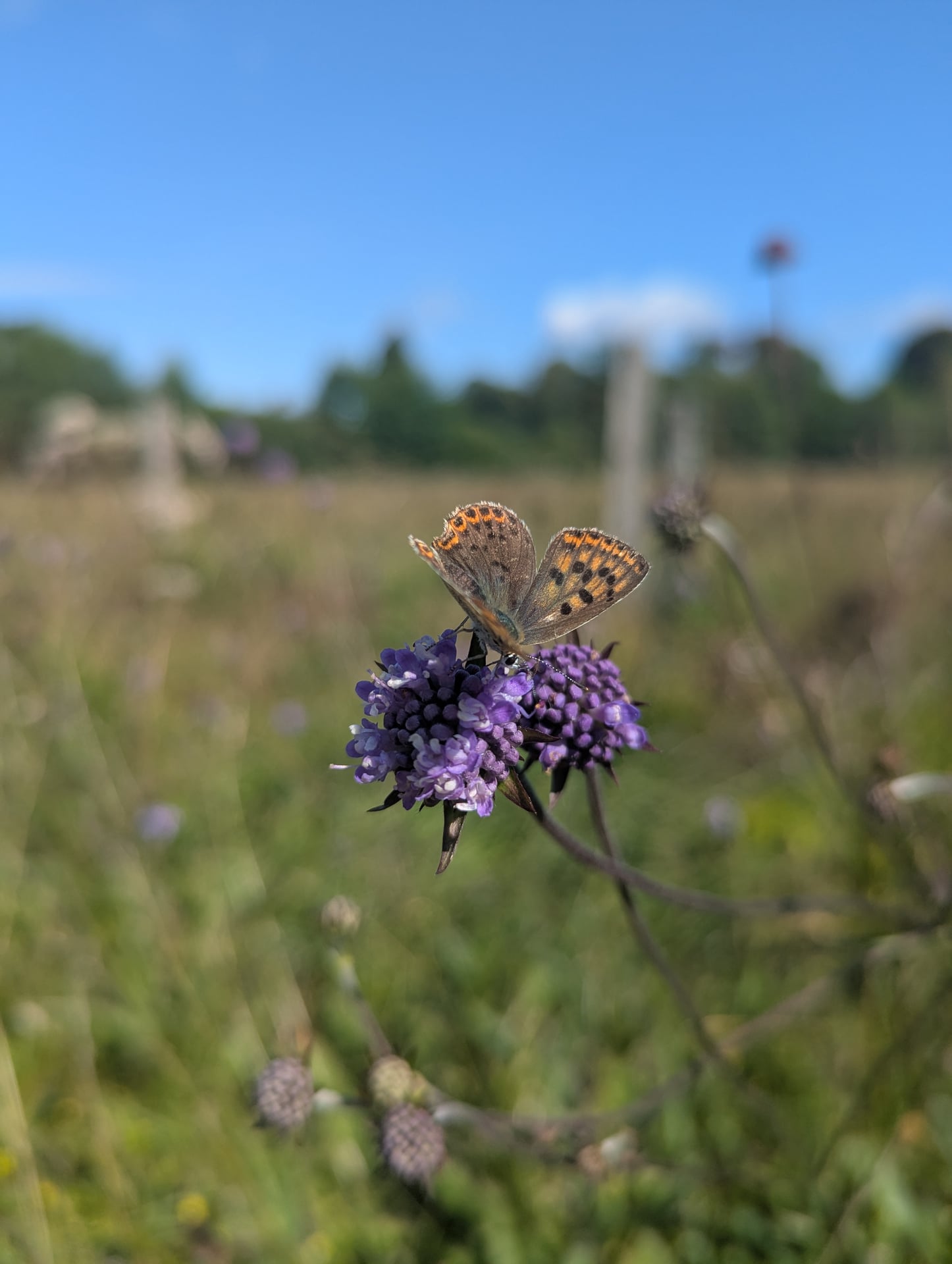 Le petit peuple de l'herbularium