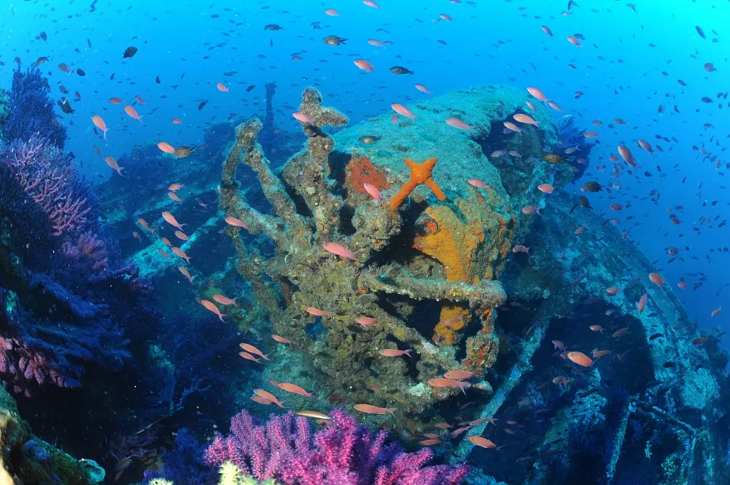 Journées Européennes de l'Archéologie : Atelier découverte - Les épaves sous-marine, une chance pour la biodiversité