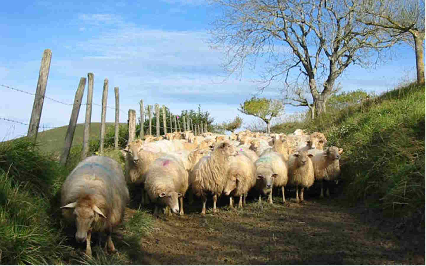 Visite de la ferme Landran et repas fermier
