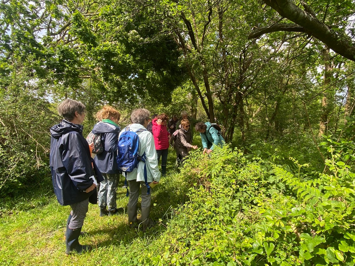 Plantes comestibles à la Réserve Naturelle Nationale de Mathon