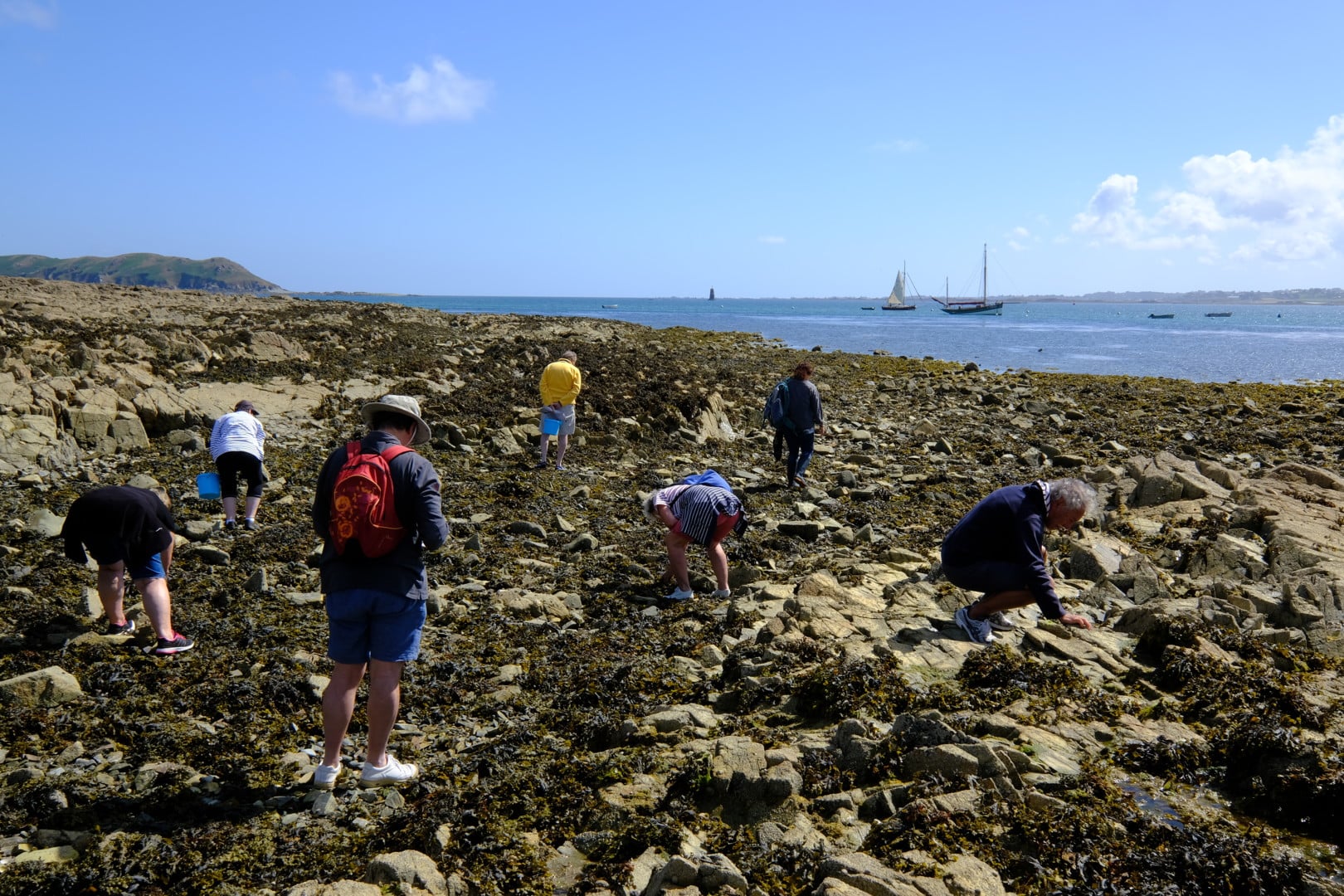 Découverte de la biodiversité de l’estran