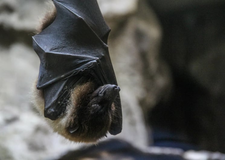 Exposition «Chauve-souris, une vie renversante»