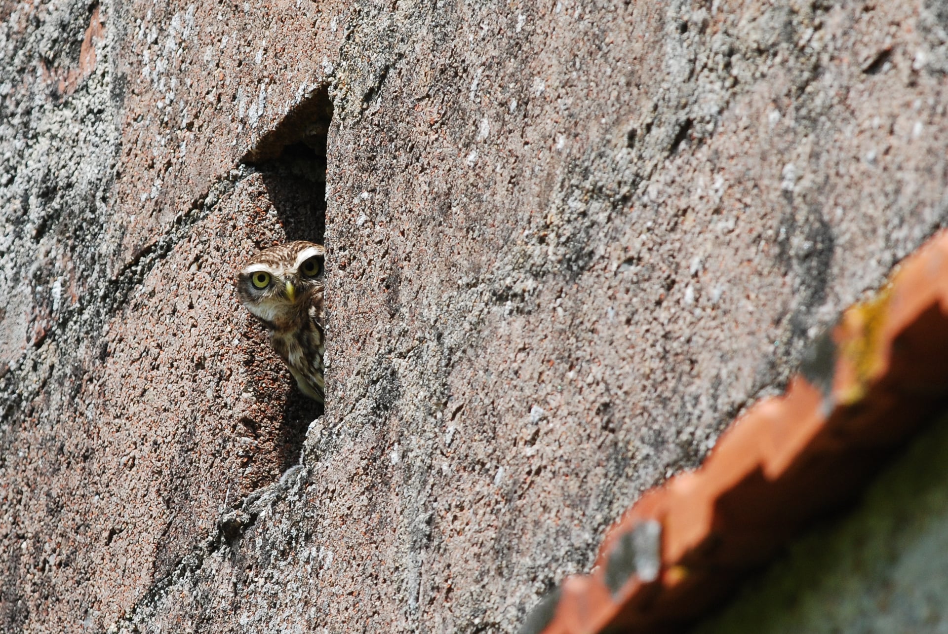 À la découverte de la nuit, de ses habitants et de la vallée de la Cure, Samedi 19 septembre