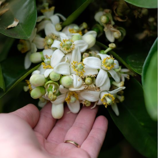 LES VENDREDIS FLEURIS