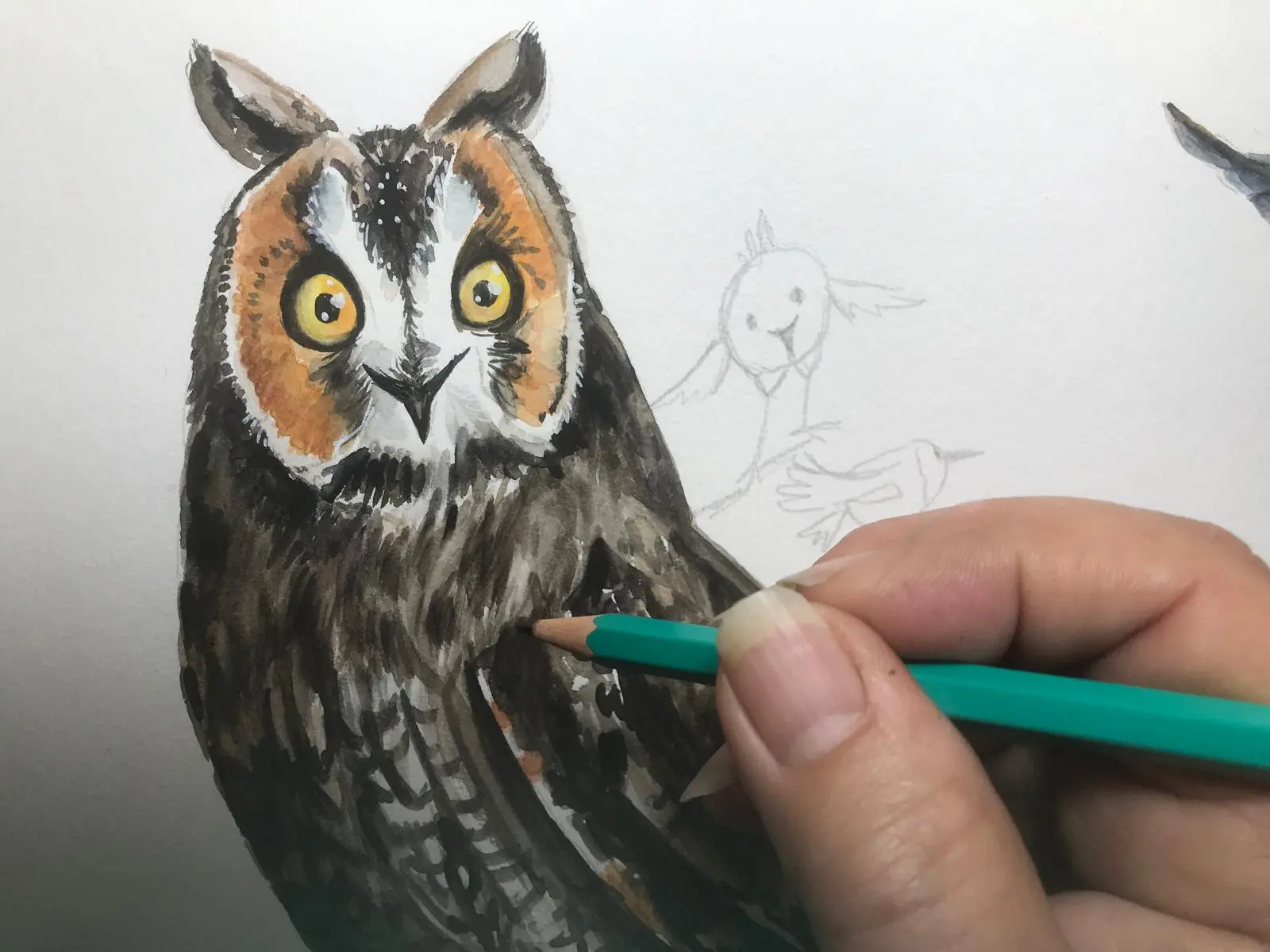 Viens dessiner les oiseaux du Mercantour !