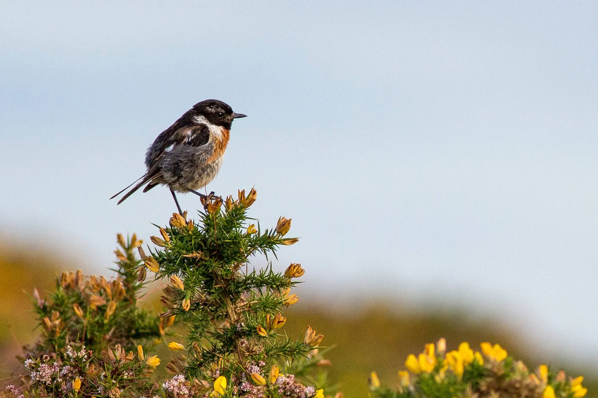 Conférence "Les oiseaux bio-indicateurs de notre environnement"
