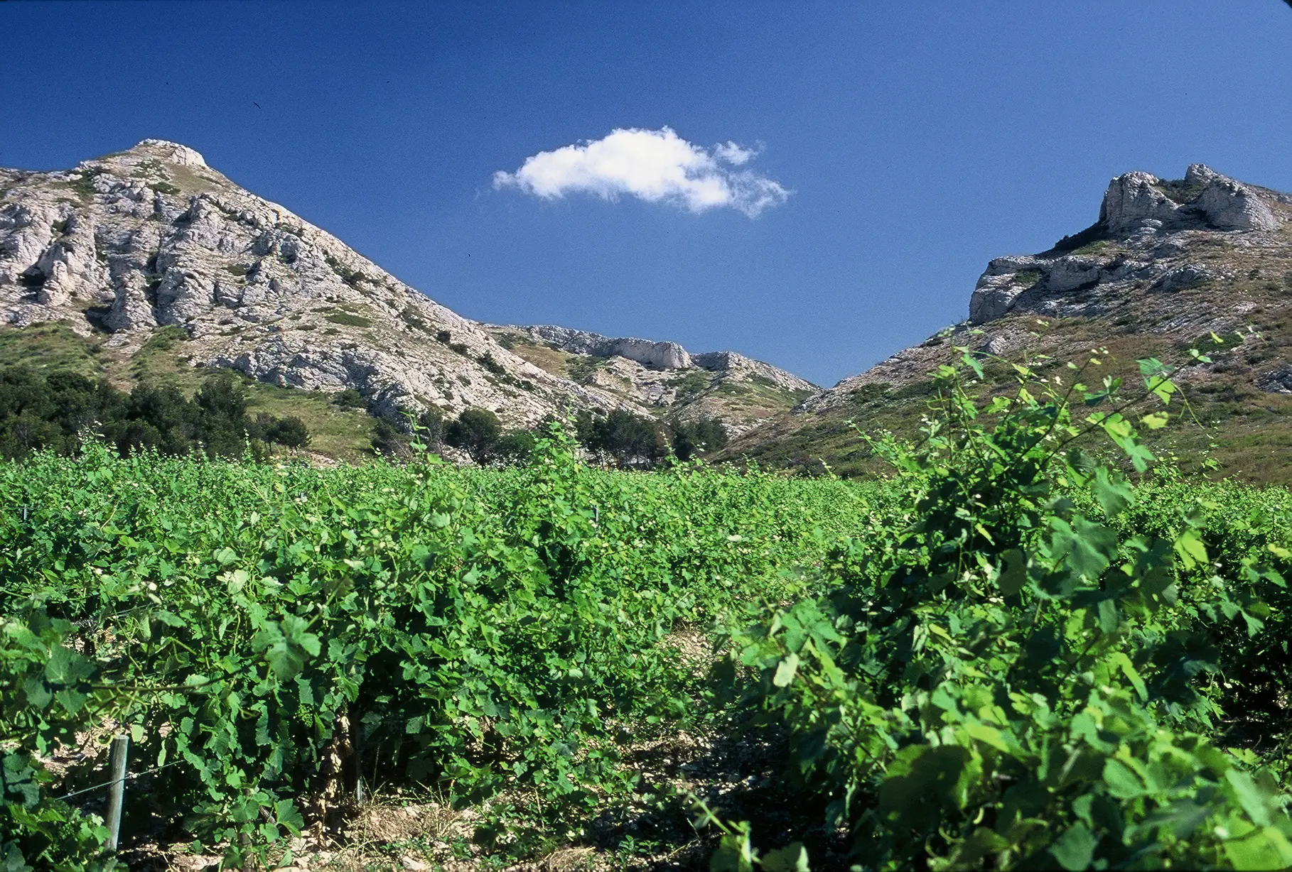 Matinée vendanges au Mas de la Dame