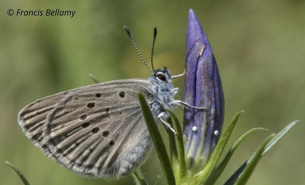 Comptage des œufs du papillon Azuré des Mouillères dans les Landes de la Feuillie et de Muneville-le-Bingard