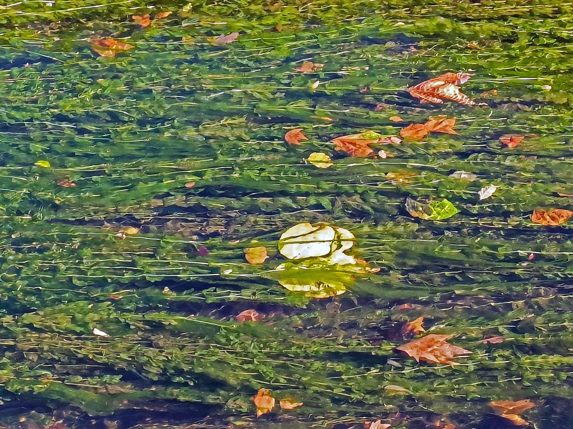 Journée poétique : De bois et d'eau