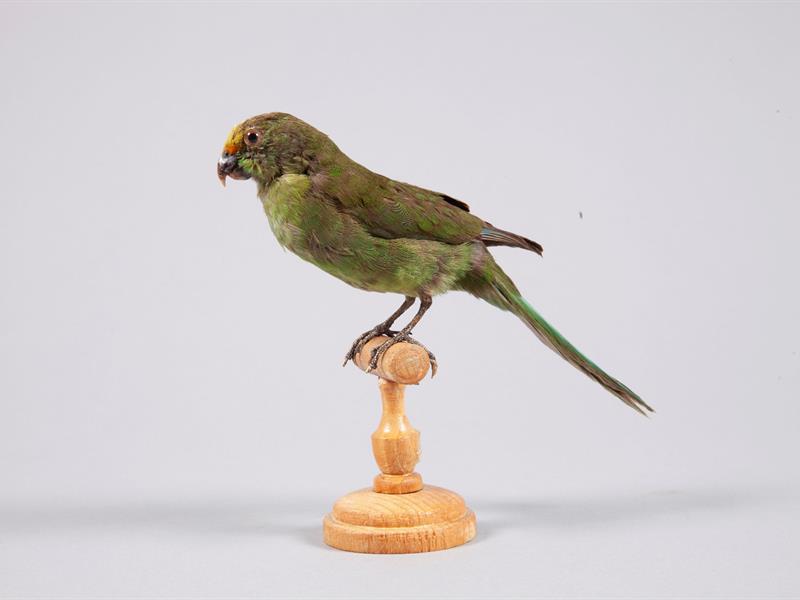 Café klatsch pavillon