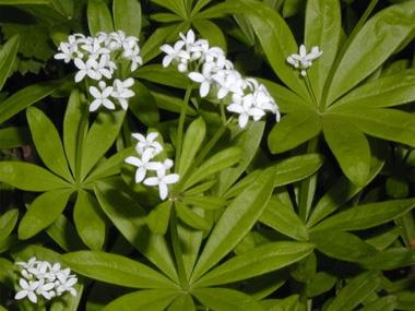 Fête de l'Aspérule - Waldmeisterfest
