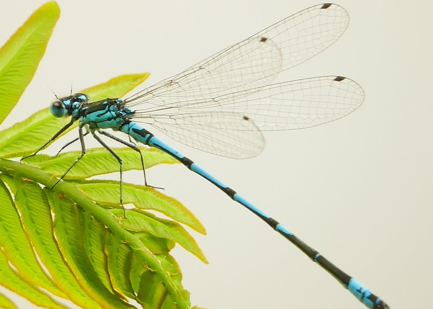 Sortie naturaliste au bord du canal sur l’Agrion joli