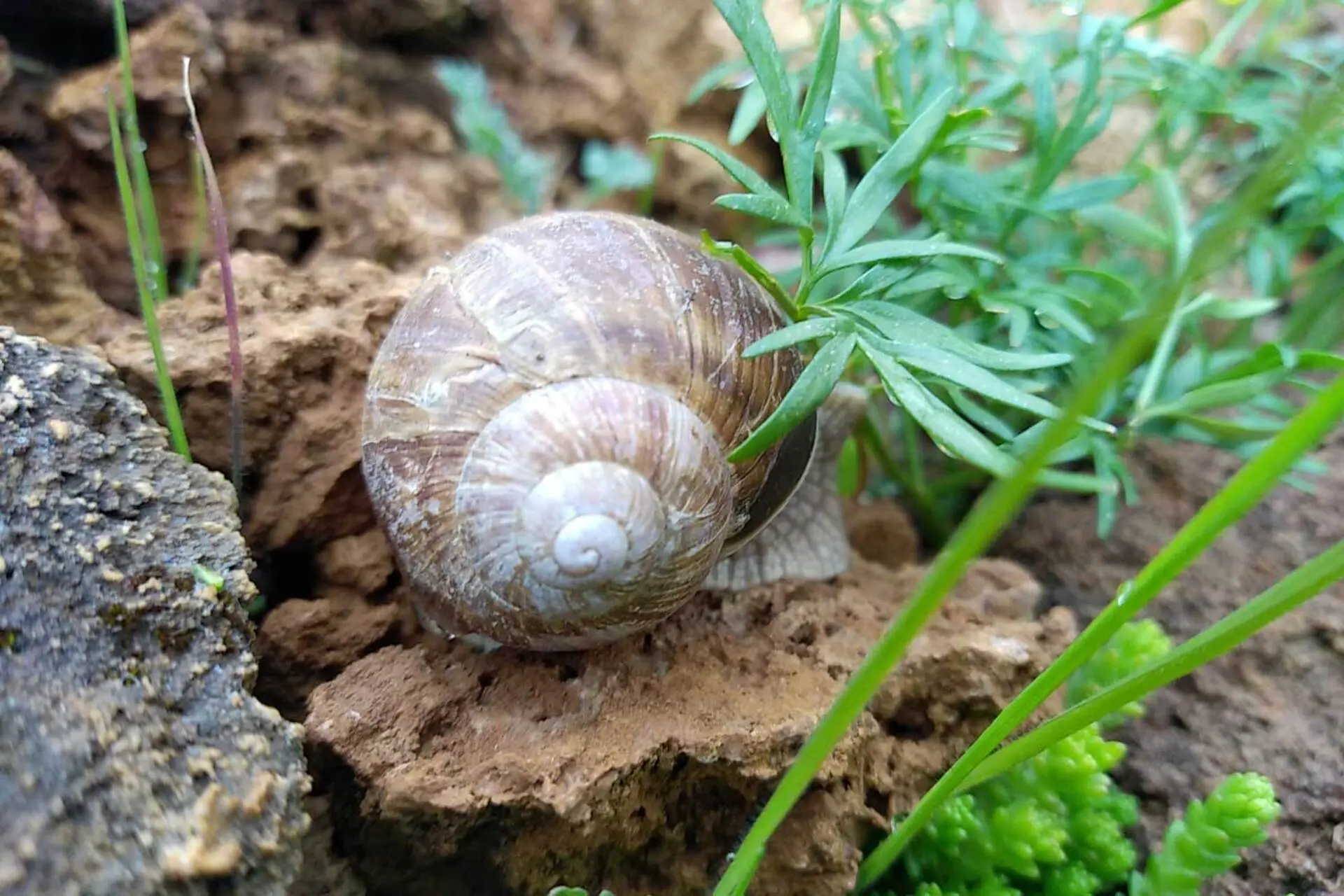 Atelier scientifique : Les escargots du col du Lautaret ?