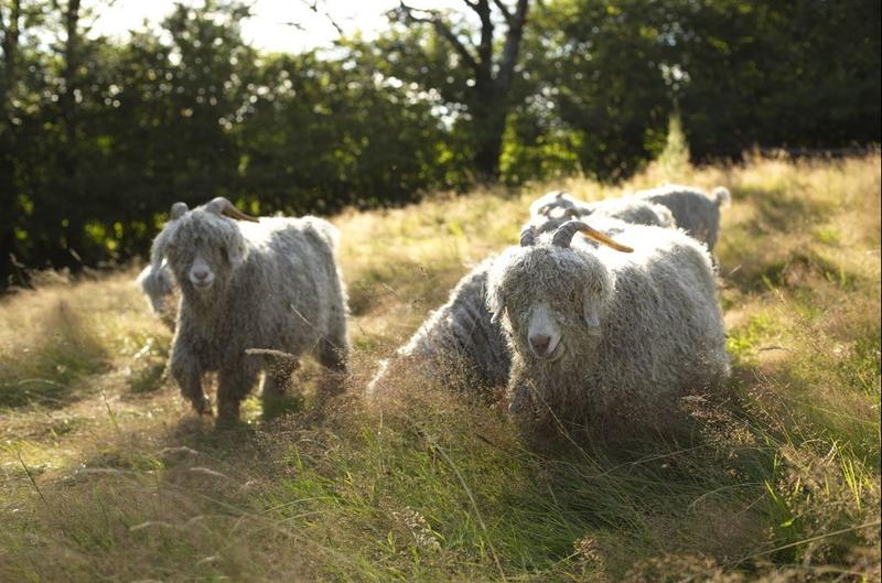Visite collective d'une ferme lainière au sommet du Morvan