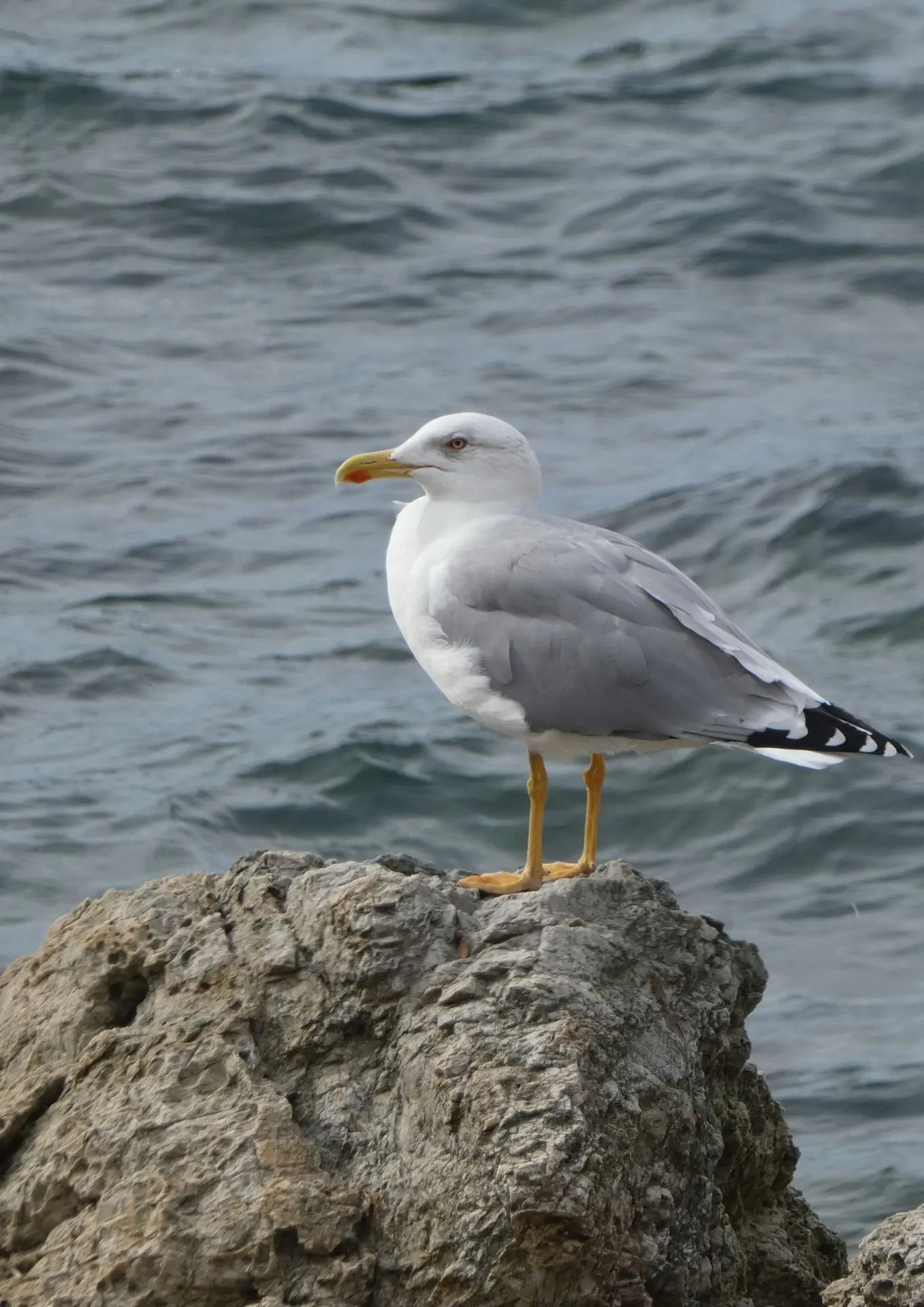 Point rencontre avec un garde du littoral : La faune du Cap Lardier, protection et protocoles de suivi