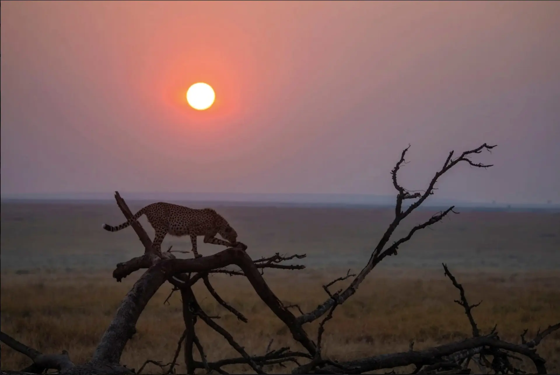 Les secrets de la photographie animalière