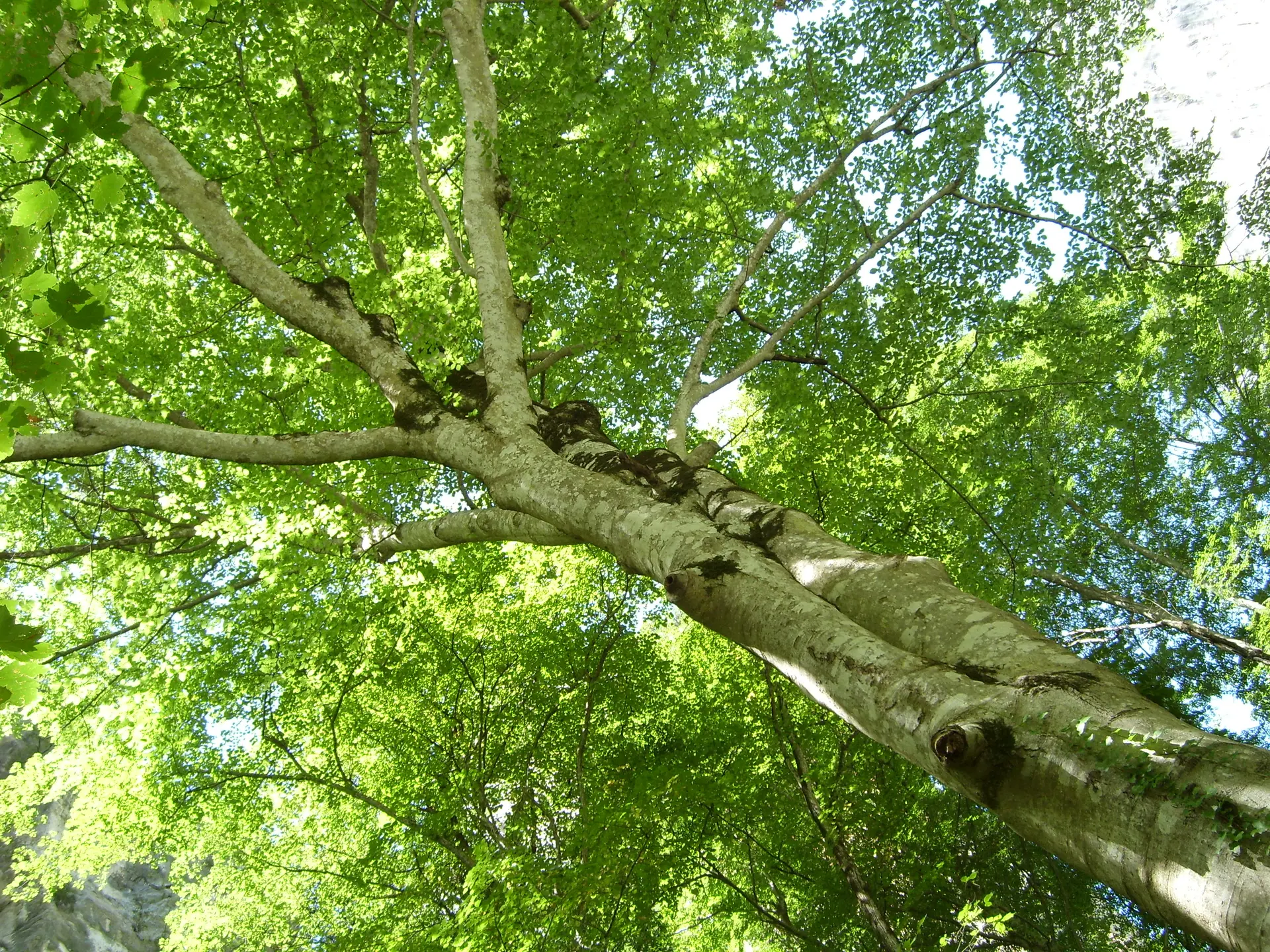 Nuit sonore dans la Forêt d’Aiguines
