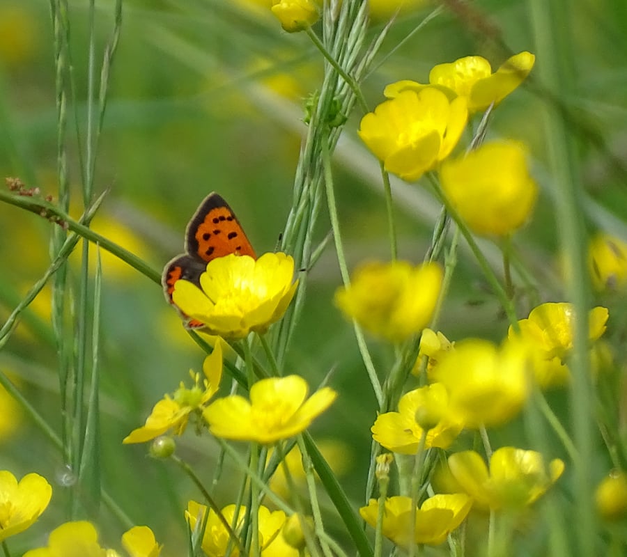 Visite "Les papillons du bocage"