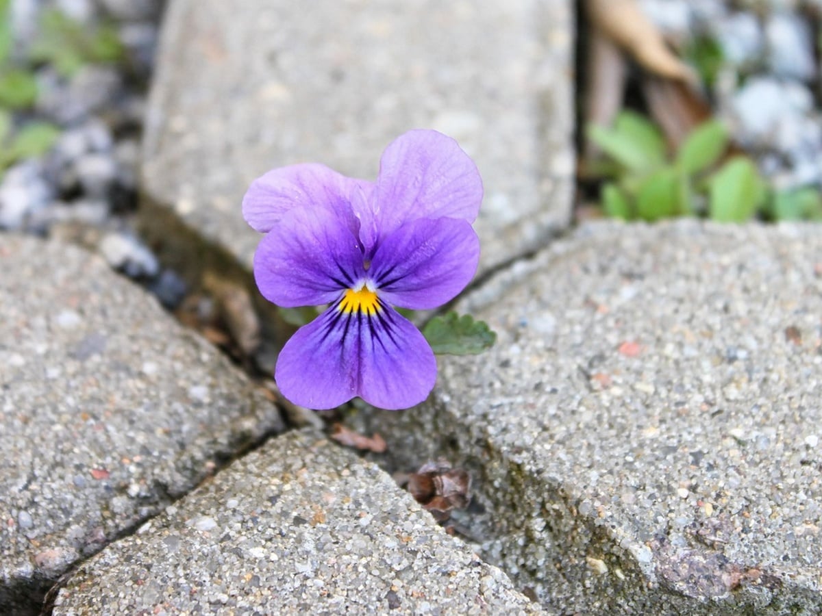 L'ABC DU HAUT-MINERVOIS - BIODIVERSITÉ EN VILLE